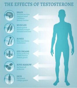 The effects of testosterone