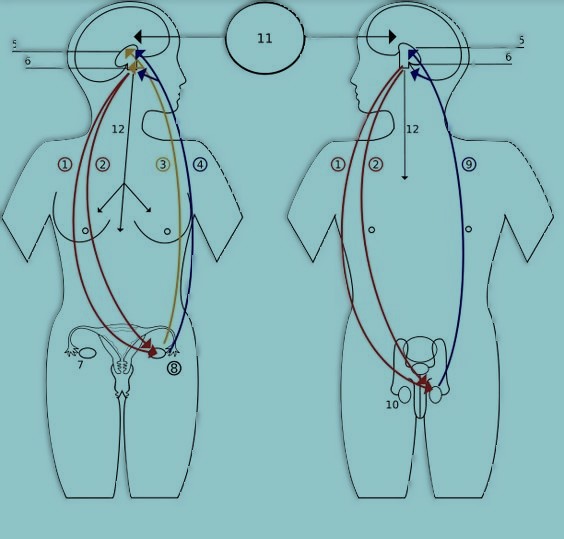 "Illustration of the endocrine system, depicting the role of testosterone in human physiology."