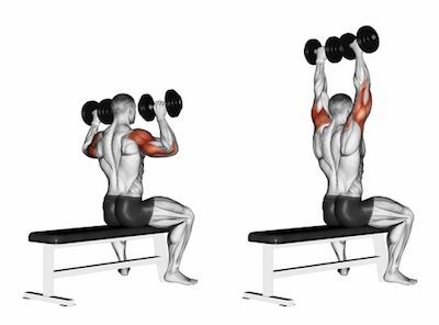 Dumbbell Shoulder Press Exercise